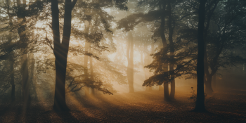 O Wi-Fi das Árvores: Como Elas Se Avisam Sobre o Eclipse Solar